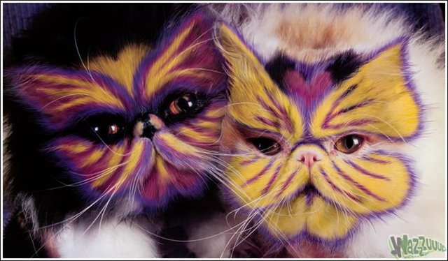 Кошачий позитив — Интересное и необычное: фотоподборки