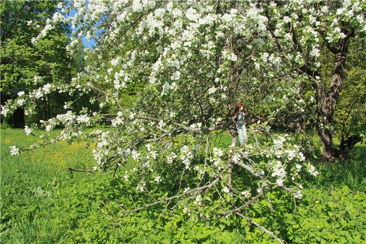 Субботний вояж. Третья часть | Бэйбики Субботний вояж. Третья часть