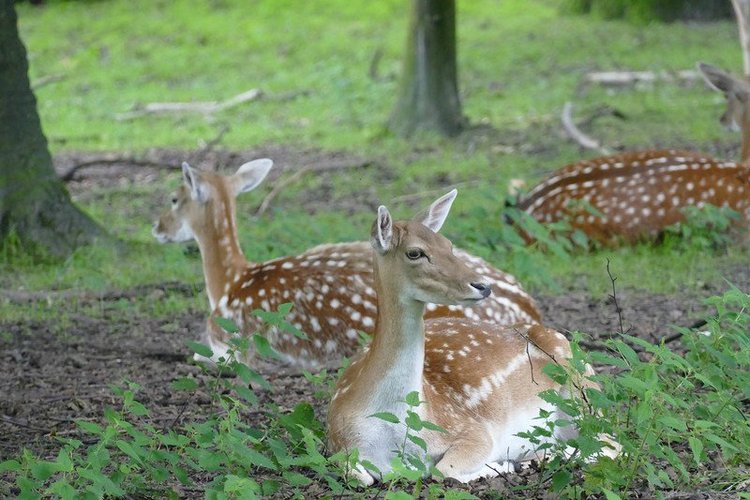 Hirschpark Hamburg. Олений парк. ВИДЕО