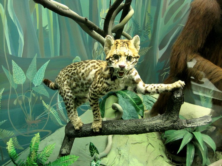 День в музее. Анжела в Государственном Дарвиновском музее