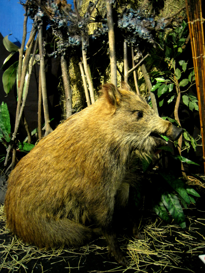 День в музее. Анжела в Государственном Дарвиновском музее