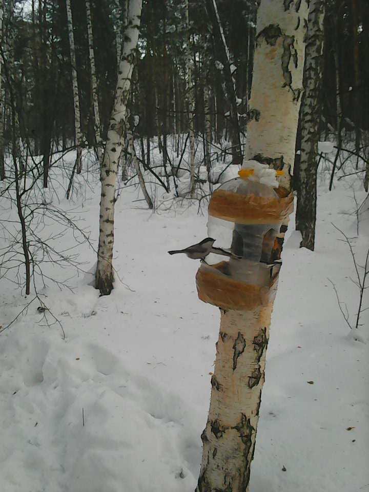 Интересное наблюдение за птицами у кормушки