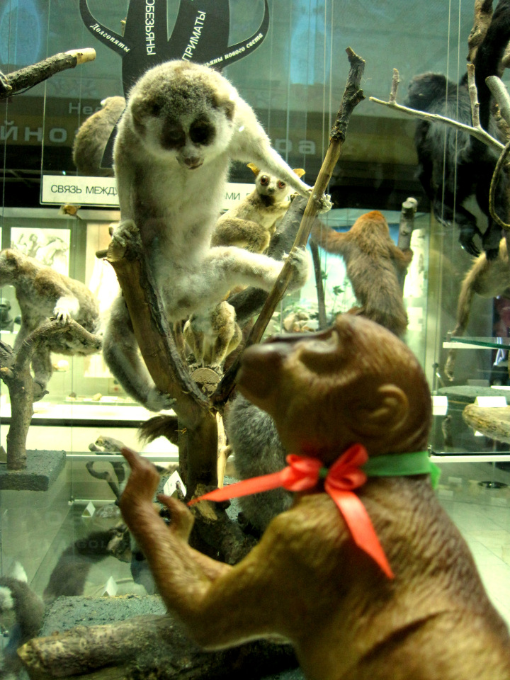 День в музее. Анжела в Государственном Дарвиновском музее