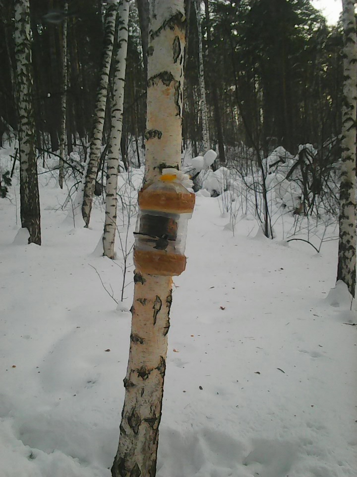 Интересное наблюдение за птицами у кормушки