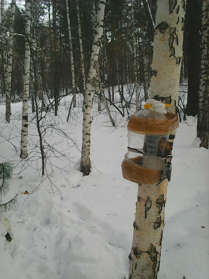 Интересное наблюдение за птицами у кормушки