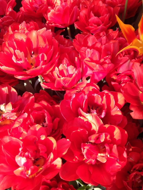 Прогулка Эмили в аптекарском огороде. H. Maciak | Бэйбики Прогулка Эмили в аптекарском огороде. H. Maciak