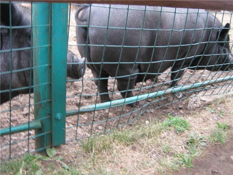 Пупсы Nines Artesanal D'Onil в Ижевском зоопарке