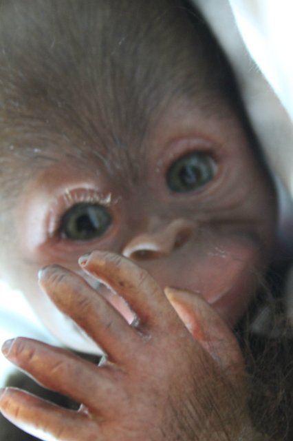 Бонька, обезьянка реборн Элины Кудрявцевой