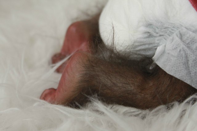 Манюня - обезьянка реборн Элины Кудрявцевой