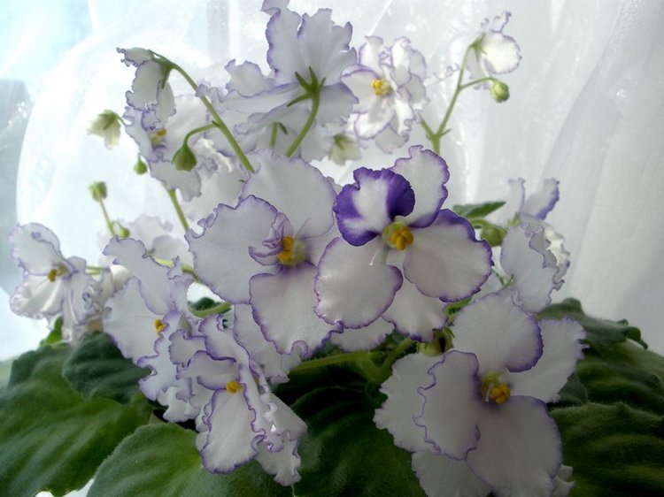 Еще немного о сумасшествии