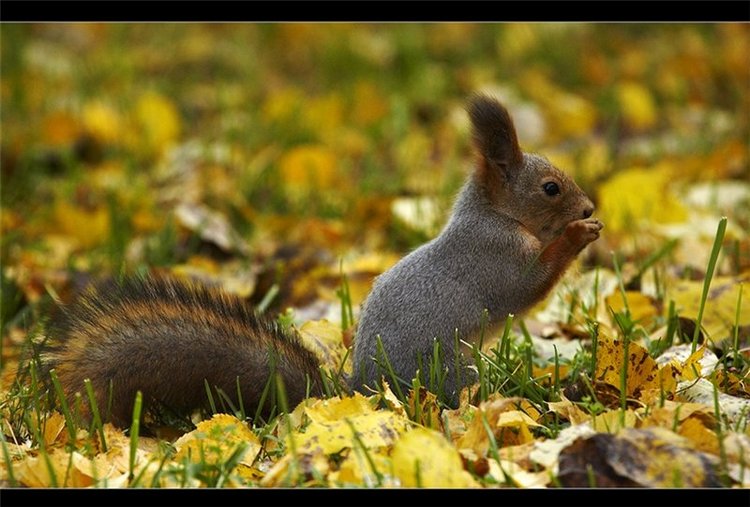 В сентябре пришло к нам лето! Мальва Zwergnase, мой рыжий эльфик (фото 2)