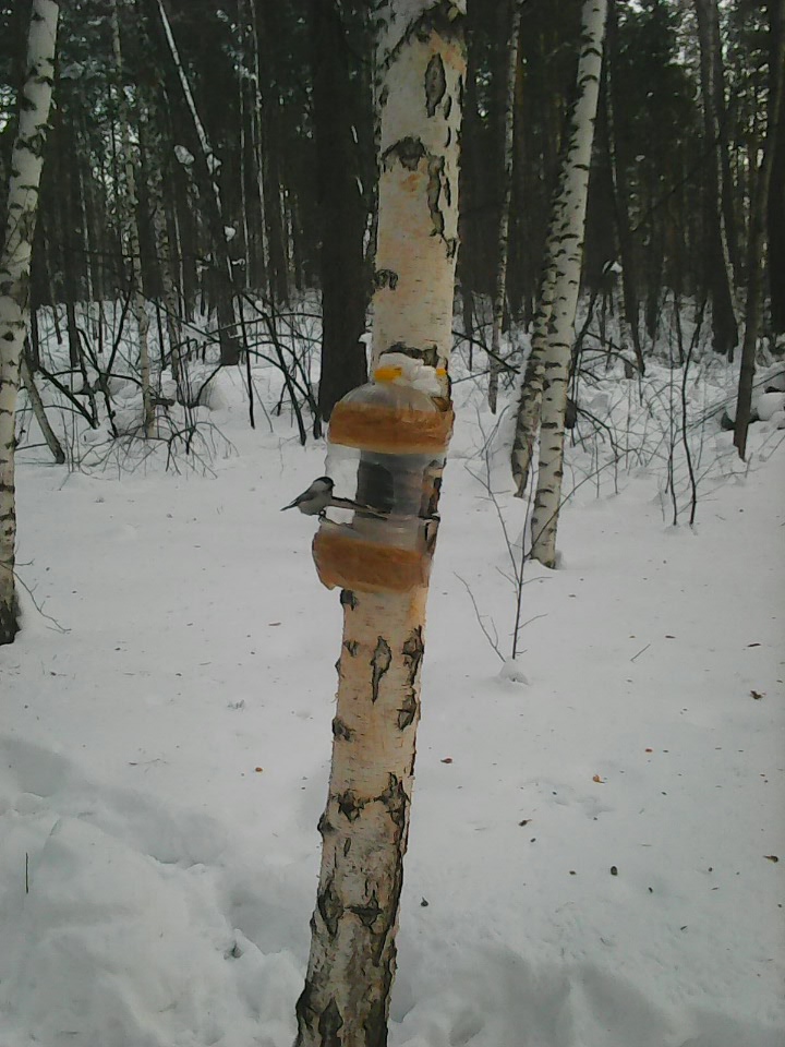 Интересное наблюдение за птицами у кормушки