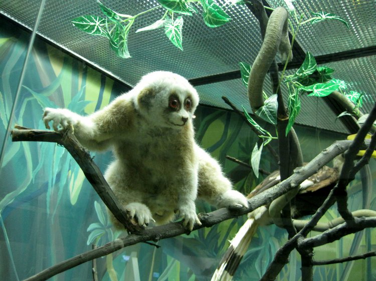 День в музее. Анжела в Государственном Дарвиновском музее