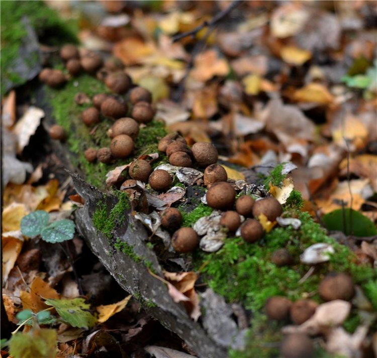 Поиск грибов — Куклы Barbie (Барби): Looks (фото 4)