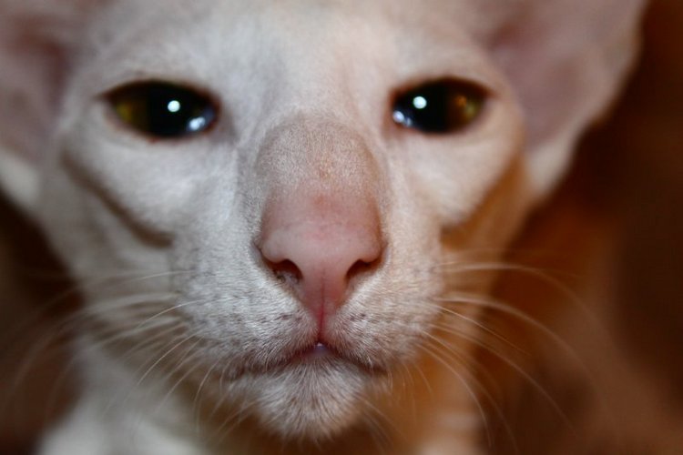 Dolche Evol De Melodica — Авторские работы в частных коллекциях: домашние фото кукол и игрушек