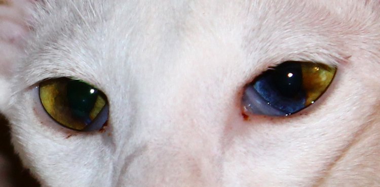 Dolche Evol De Melodica — Авторские работы в частных коллекциях: домашние фото кукол и игрушек