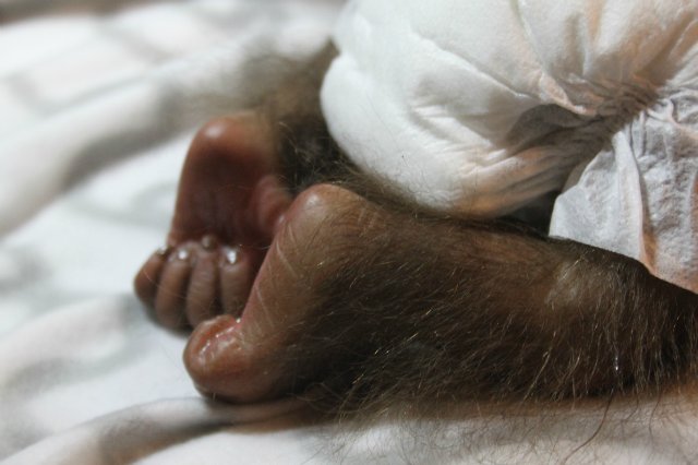 Бонька, обезьянка реборн Элины Кудрявцевой