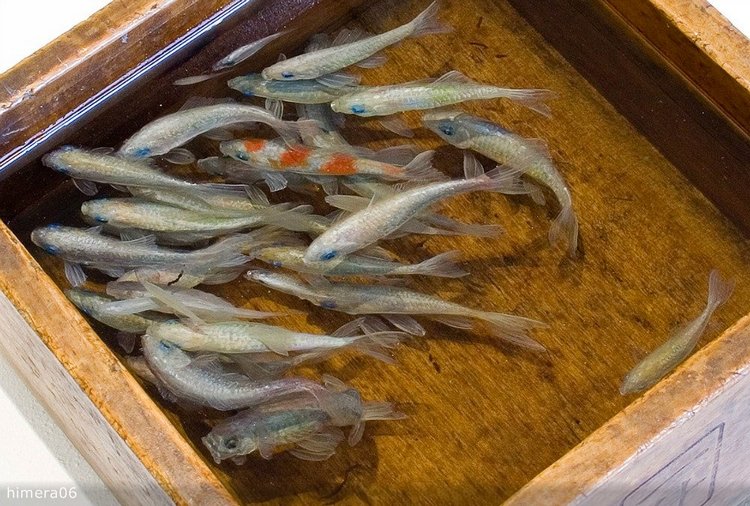 Живопись акрилом и лаком от Кенга Лая (Keng Lye)