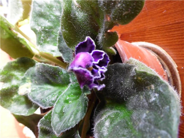 Весна-весна | Бэйбики Весна-весна — Куклы Fairyland (ФэйриЛэнд): BJD (БЖД) (фото 9)