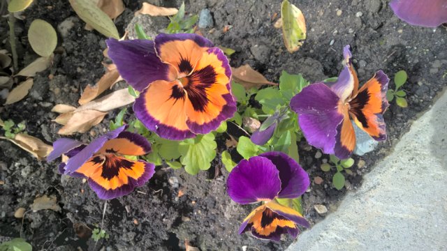 Сочи-парк, или, Русский Диснейленд. Часть 2