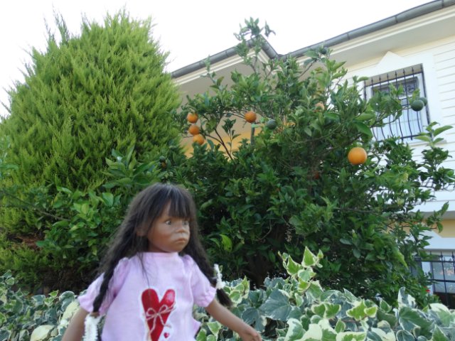 Ещё немного о путешествии малышек - Химочек (фото 5)