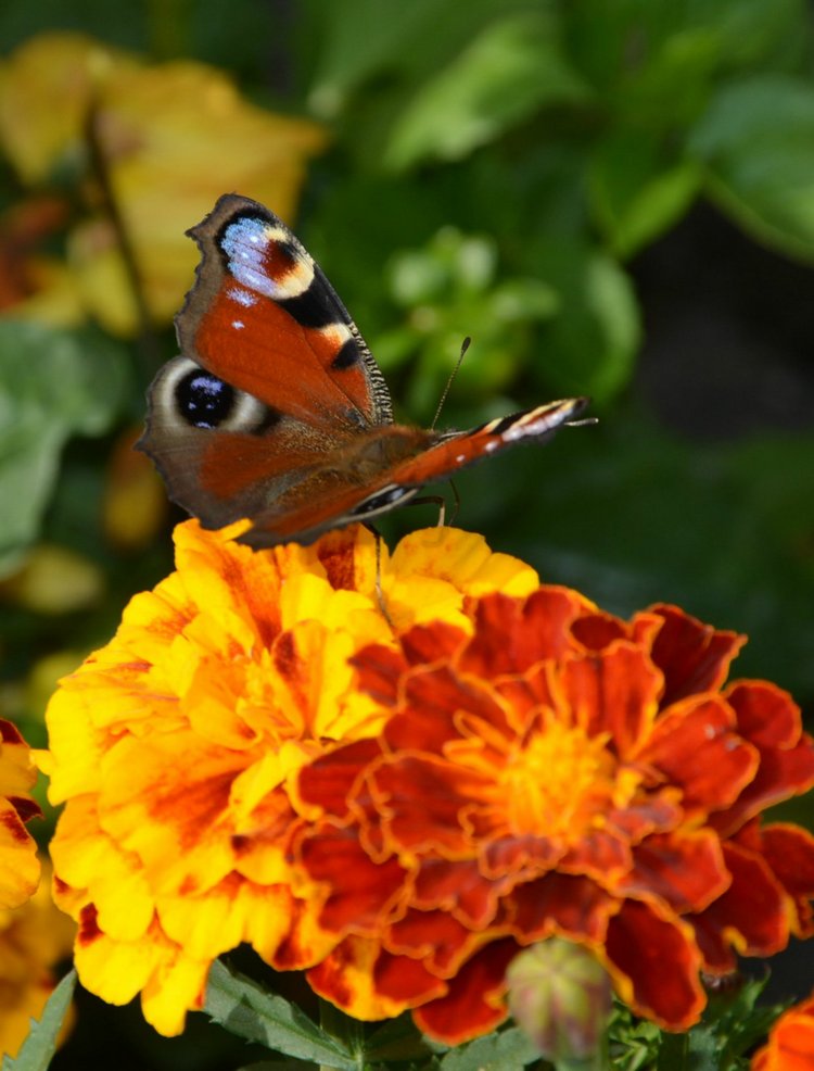 Охота на бабочек — Болталка и разговоры обо всем: жизнь