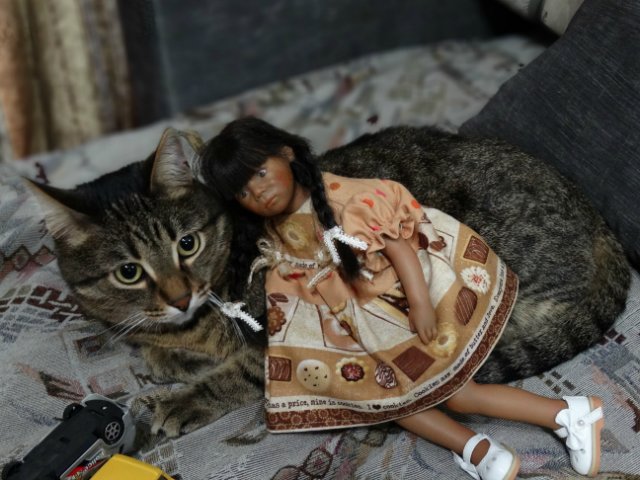 Моего кота не волнуют конкурсы, он просто любит фотографироваться (фото 8)
