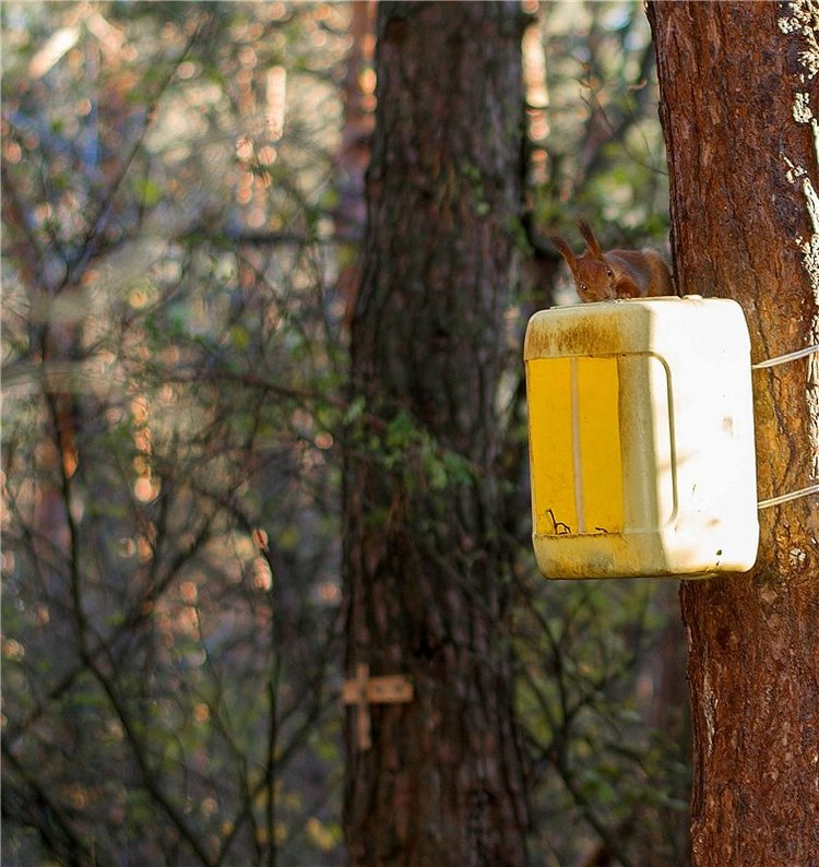 Прогулка в осень... или в гостях у белочек (фото 8)
