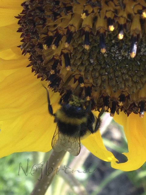 Яркие краски. Вихтели Rosemarie Anna Muller