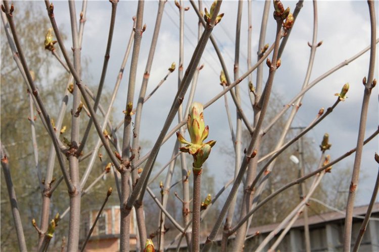 Путешествие в Старицу накануне Светлой Пасхи. Часть вторая | Бэйбики Путешествие в Старицу накануне Светлой Пасхи. Часть вторая (фото 10)