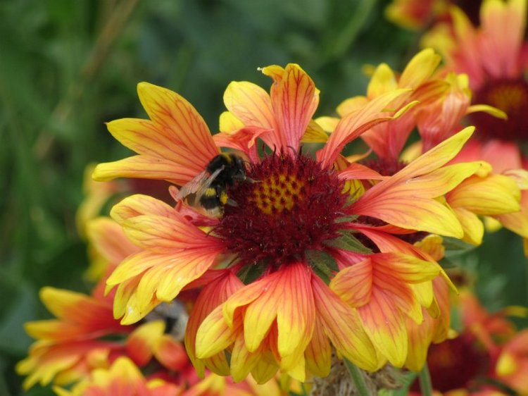 Комбинезон из куска льняной ткани для Хелены (фото 9)