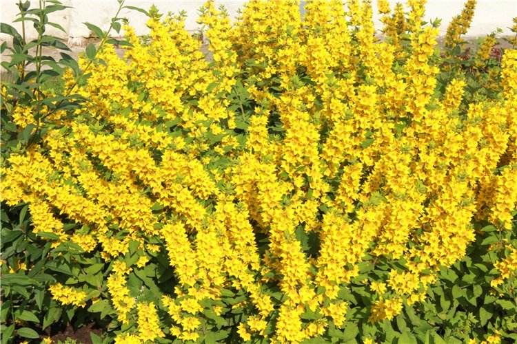 Русская Атлантида, заключительная часть. Калязин, Тверская область