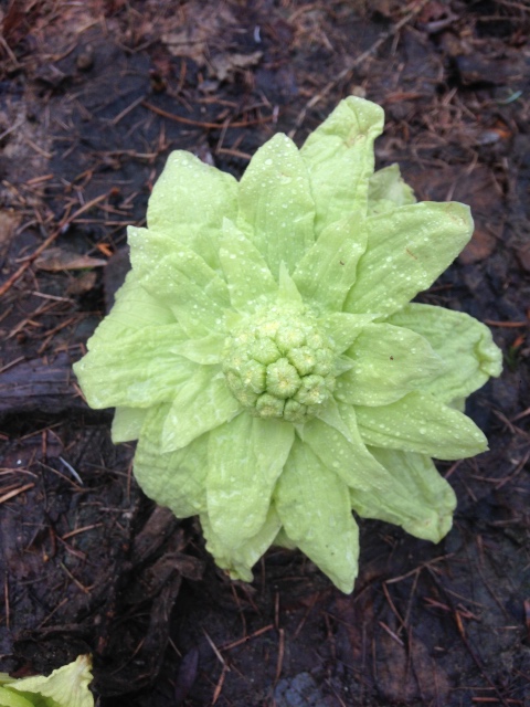 Фотосессия куклы ГДР Косолапки в Аптекарском огороде