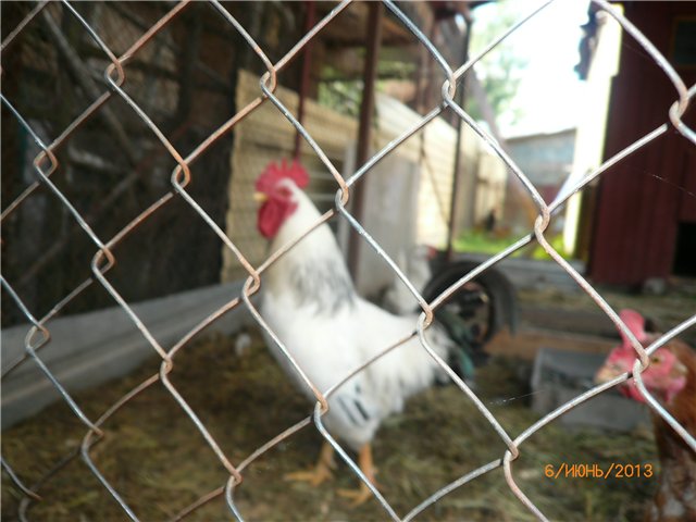 Мои позитивчики — Домашние коллекции кукол: фото собраний