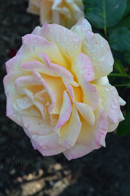 Питер - самый лучший город на земле! Вихтель Rosemarie Anna Muller (фото 2)