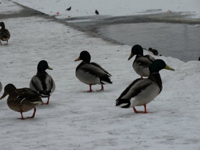 Прогулка с любимыми куколками (фото 6)