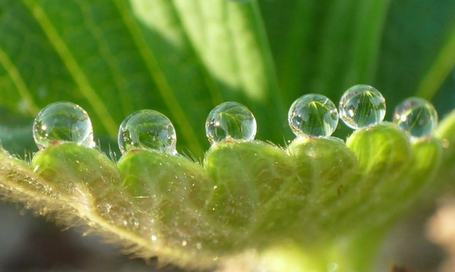 Капелька :) — Интересное и необычное: фотоподборки (фото 8)