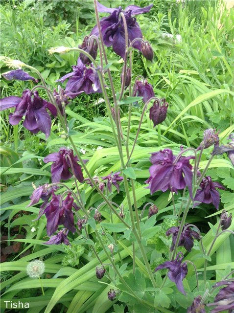 Малышки Шарнирочки из СССР, Кирово - Чепецкая фабрика