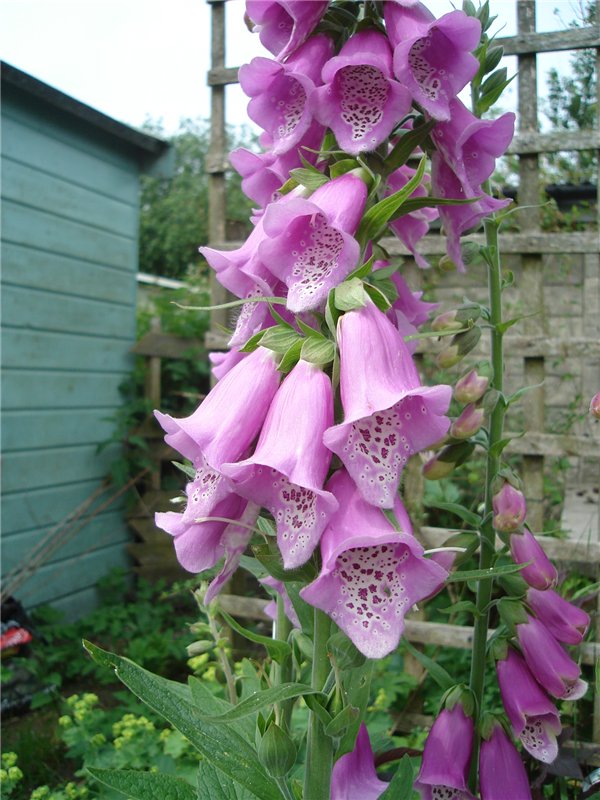 Гномики Аманда и Дитте путешествуют