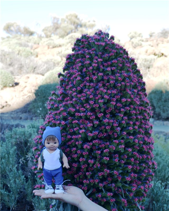 Испания. Тенерифе. Часть 1