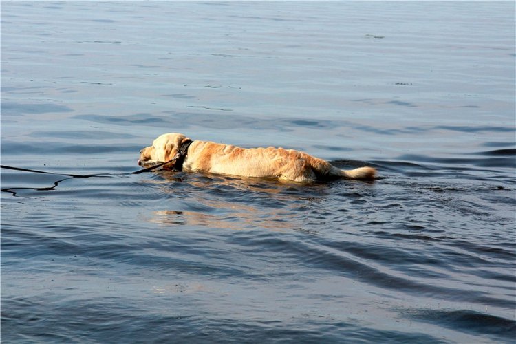 Русская Атлантида, заключительная часть. Калязин, Тверская область (фото 8)