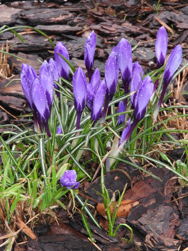 Мишки с Тишинки... Mosfair 2017 (фото 5)