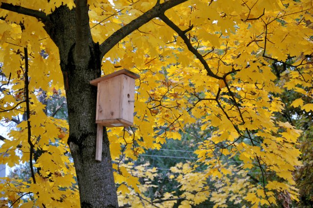 Осенняя прогулка... Littlefee Bisou от Fairyland (фото 5)