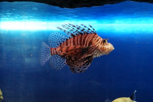 Дом в котором я живу... Катюша Gotz (фото 5)