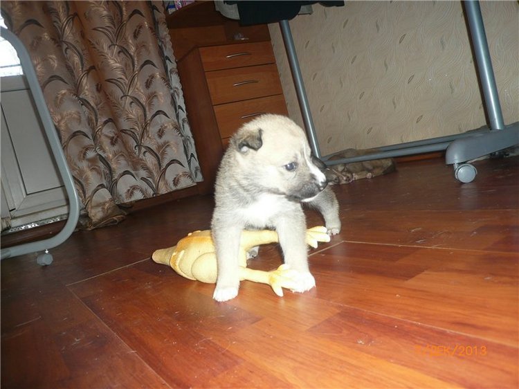 Куклы и собаки. Радость в нашем доме