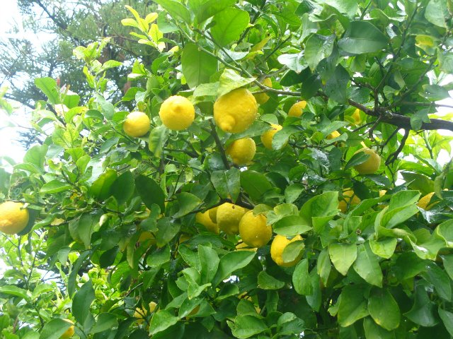 Кусочки моей Греции — Болталка и разговоры обо всем: жизнь