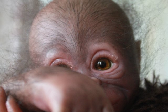 Обезьянка Bindi кукла реборн Элины Кудрявцевой (фото 3)