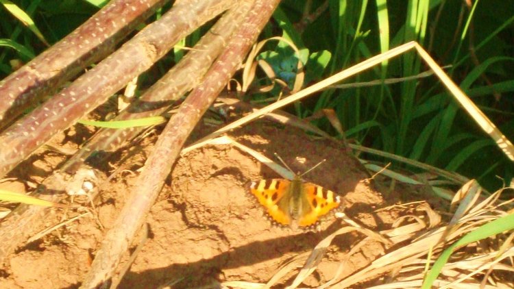 Ах, лето красное! Антикварная кукла Верочка (фото 7)