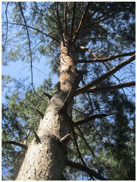 Из жизни гномиков Rosemarie Anna Muller