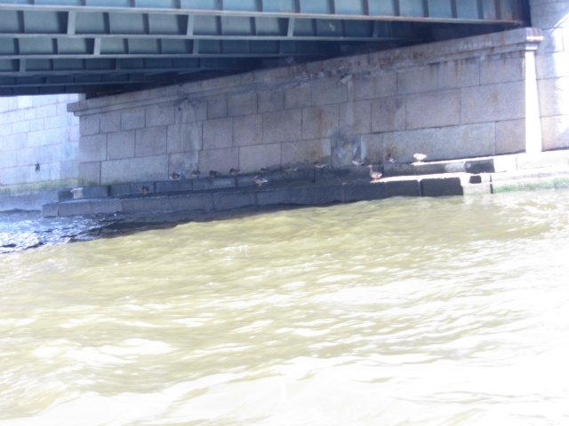 Приглашаем на водную экскурсию по Петербургу